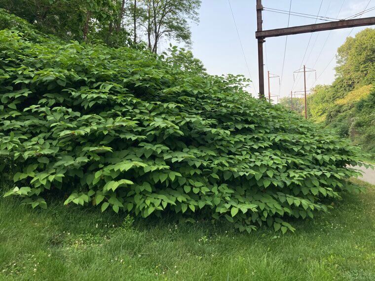 Grow Invasive Plants