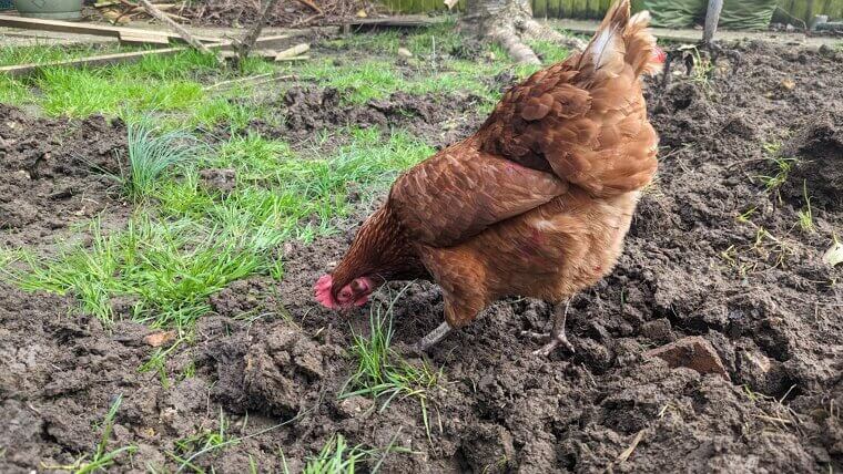 Keep Chickens Without Permission