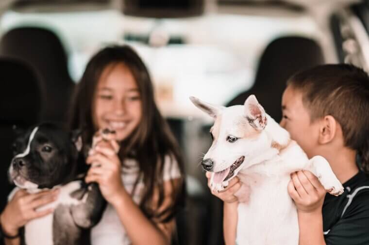 Bring Home Stray Animals Without Vet Checks