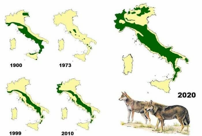 Italy's Wolf Distribution Since 1900