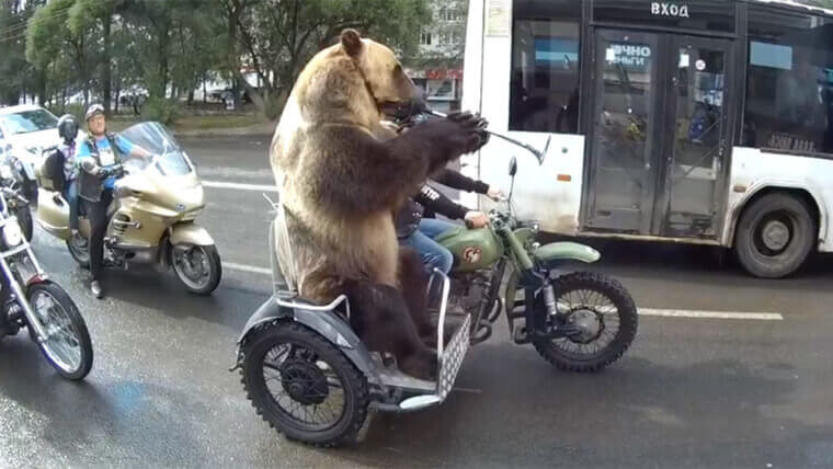 Bears Are Actually Spotted On Motorcycles In Russia