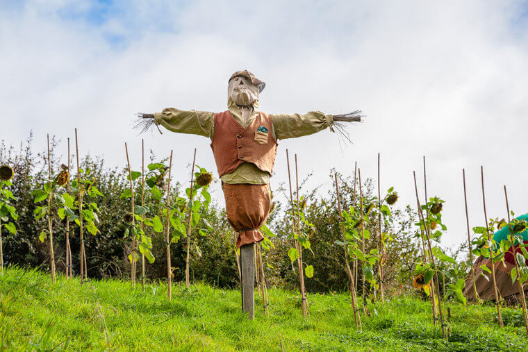In Australia, People Make Strange Scarecrows To Keep The Magpies Away
