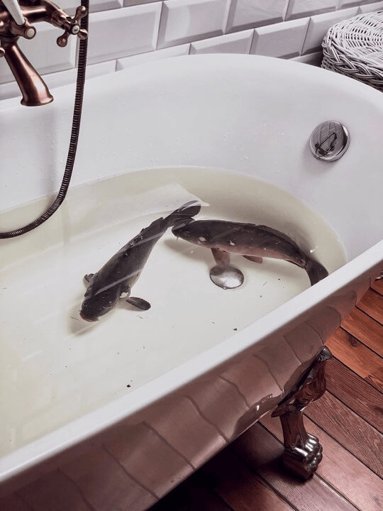 People Keep Fish In Bathtubs Before Christmas In Slovakia