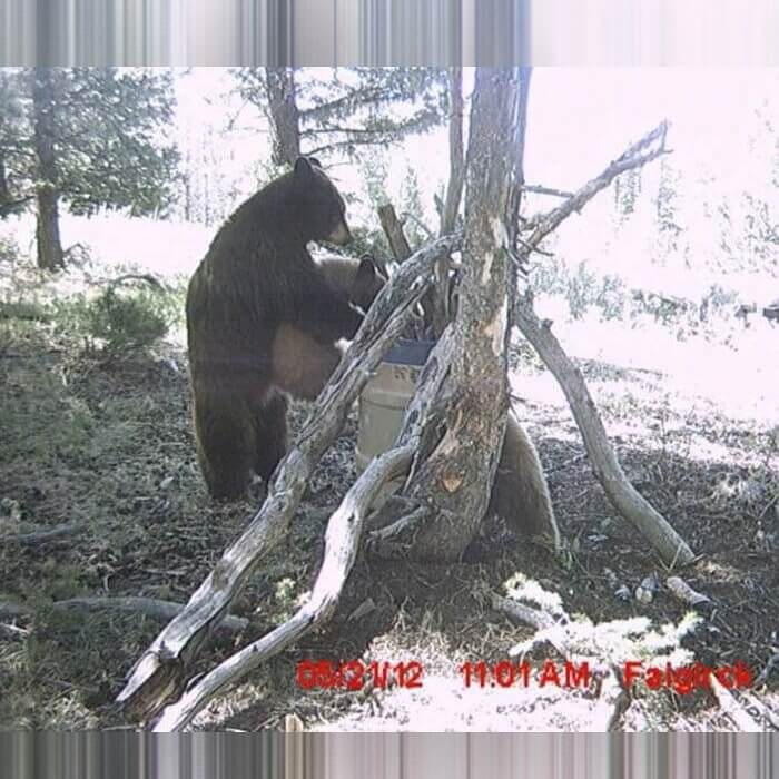 Mama Bear Care