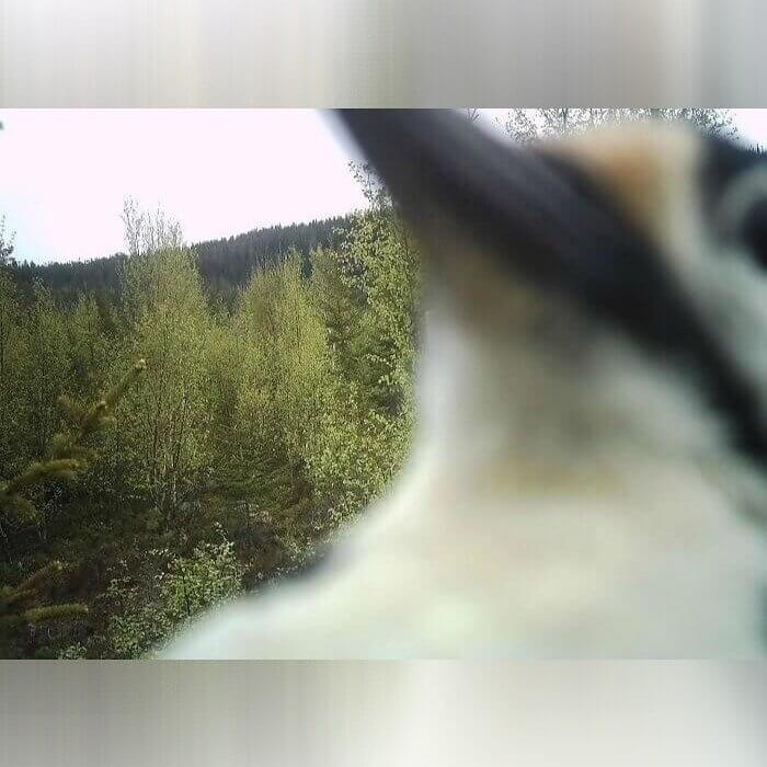 Little Bird Says Hello
