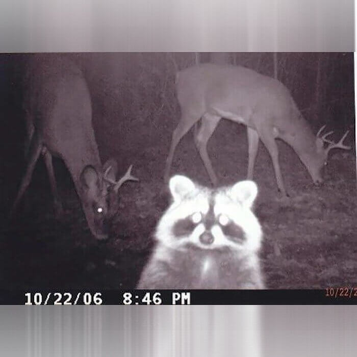 We Never Suspected a Wild Party in These Woods