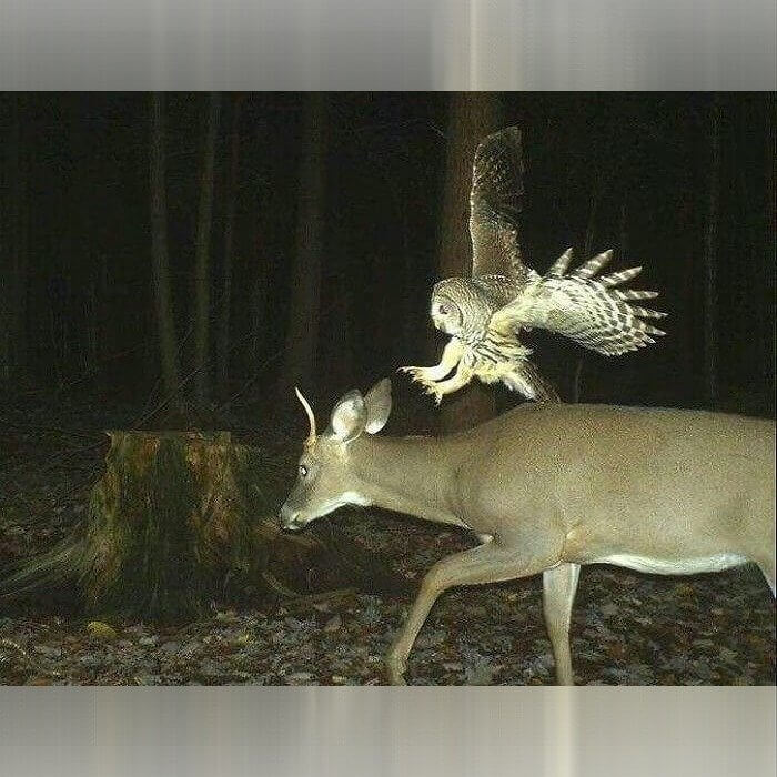 Ambitious Owl
