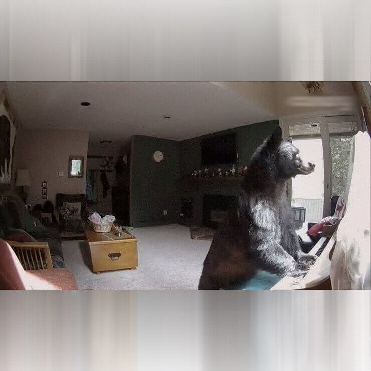 Furry Piano Player