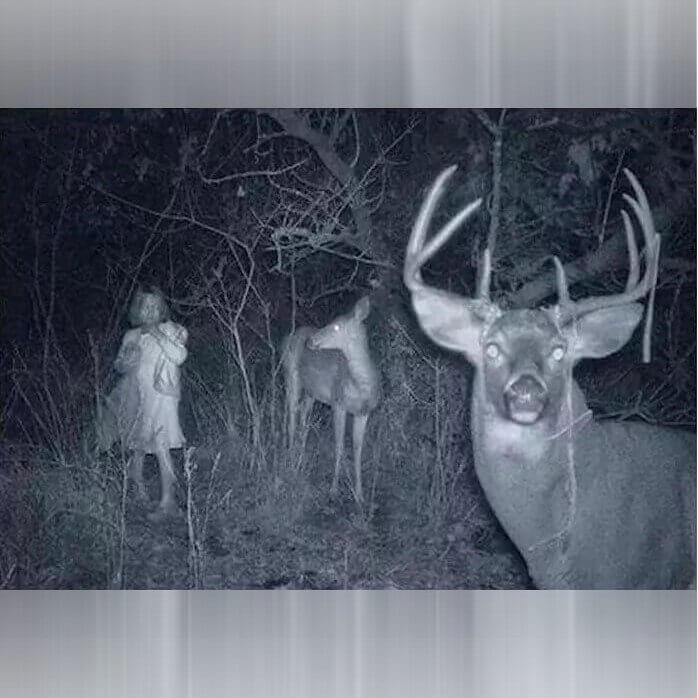 Forest Friends