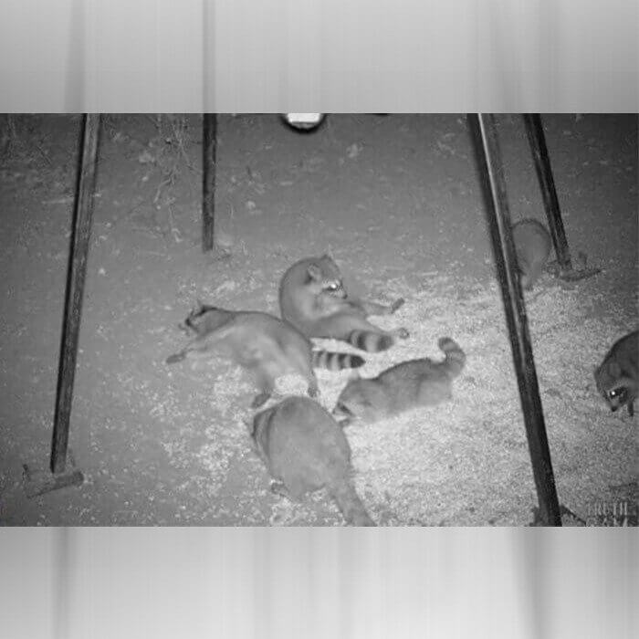 Raccoon Party