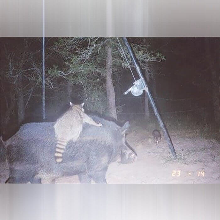 A Cross-Animal Friendship