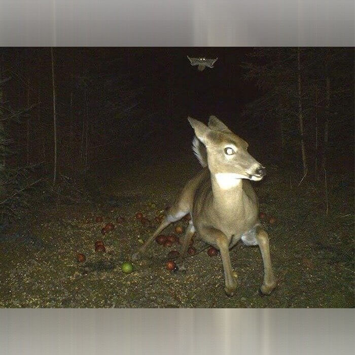 Freaky Flying Squirrel