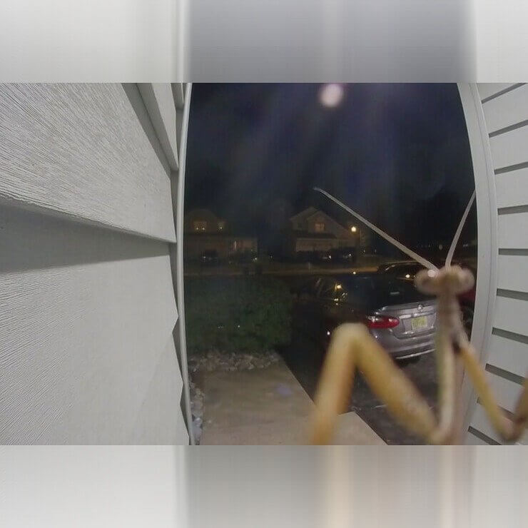 Praying Mantis Visit