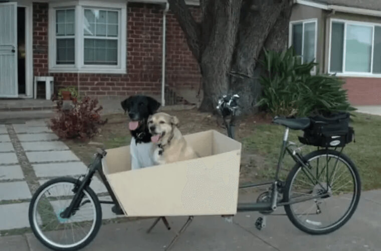 Bike For Dogs