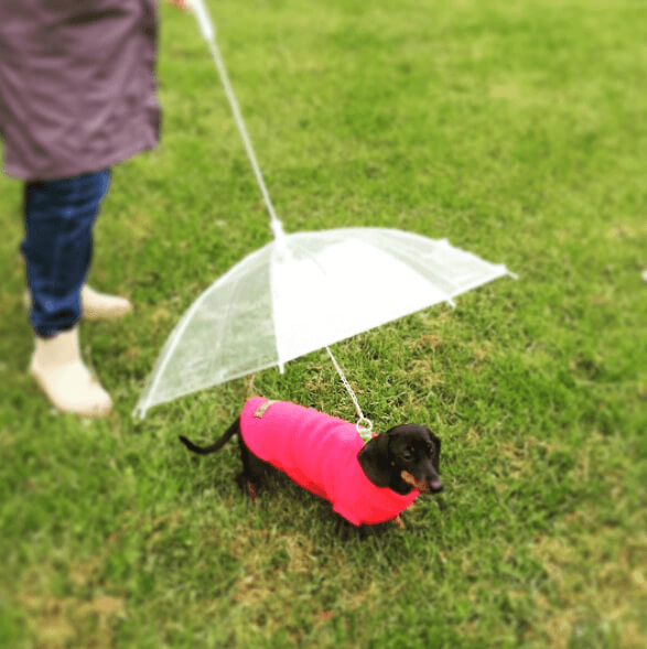 Keeping Him Dry