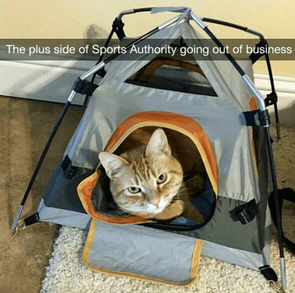 The Cat Camper