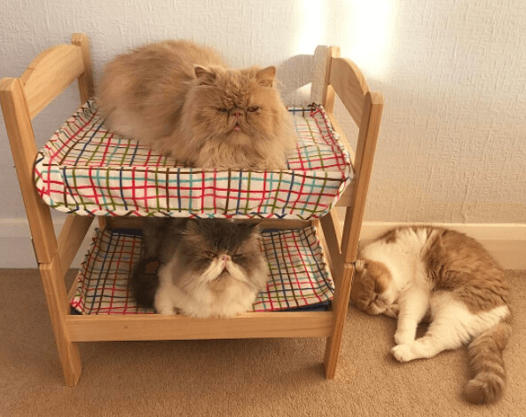 How Cute Are These Beds!