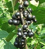 Boastful Blackcurrants