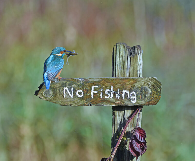 Rebel Kingfisher