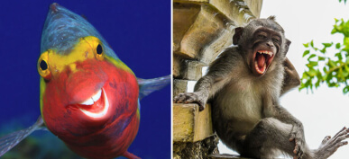 These 44 Finalists of The 2020 Comedy Wildlife Photography Awards Will Definitely Cheer You Up