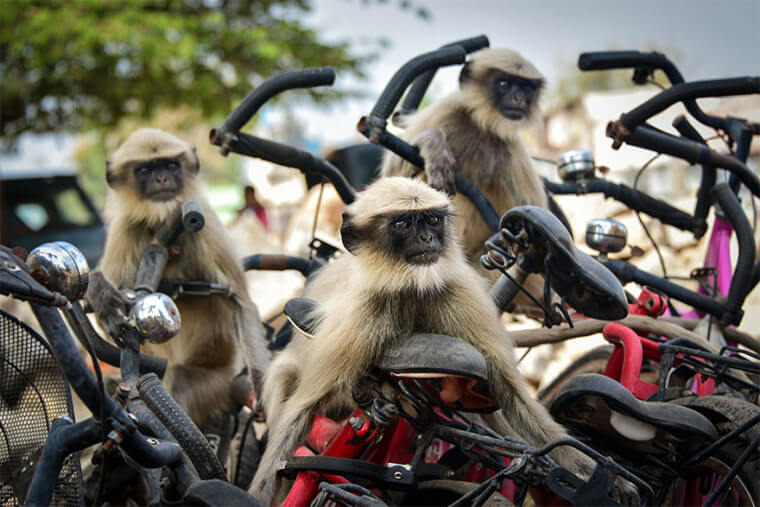Monkey Cycle Gang