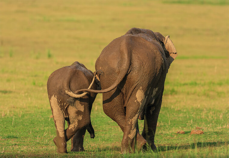 Perfect Parent-Child Bonding