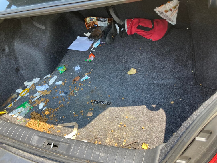Trunk Area