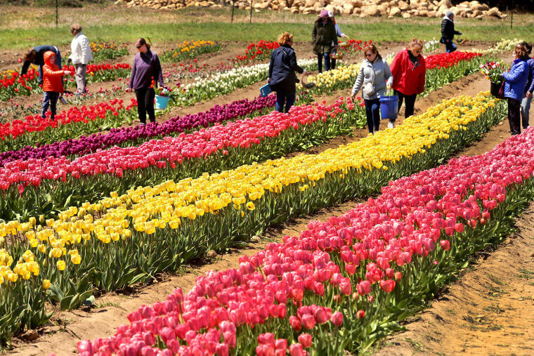 Wicked's Tulip Field, Made of 9 Million Real Tulips, Is a Nod to Judy Garland's "Somewhere Over the Rainbow"