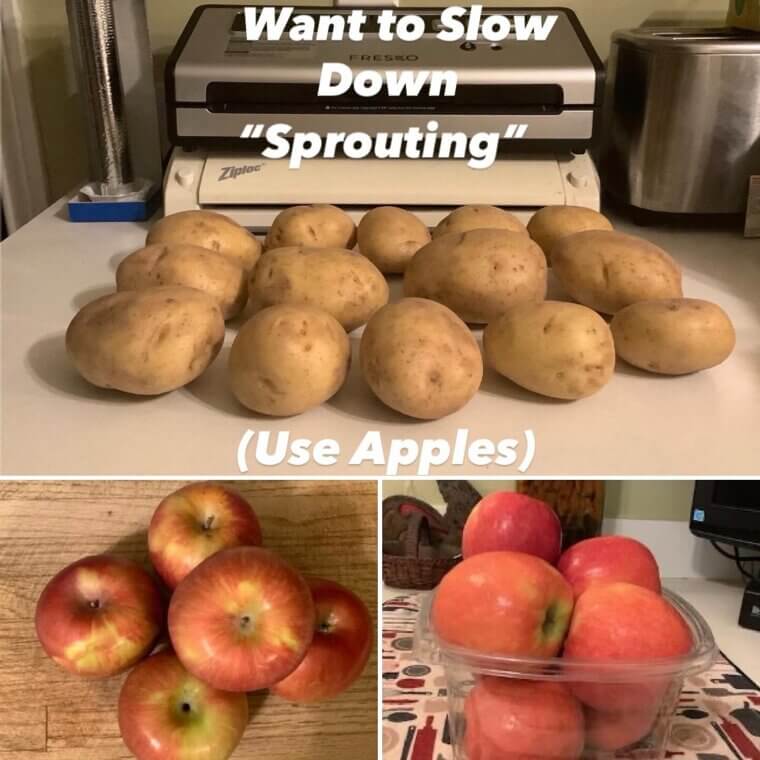 Placing a Fresh Apple Inside Potato Bins to Emit Ethylene Gas and Prevent Sprouting