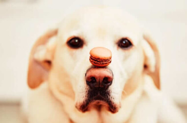 Treating Your Dog? Here Are 12 Foods You Should Never Feed Them