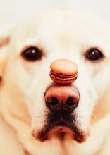 Treating Your Dog? Here Are 12 Foods You Should Never Feed Them