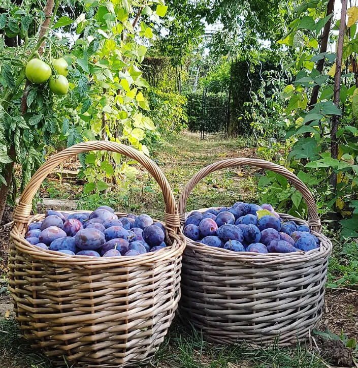 Plums: Refrigeration Halts the Natural Ripening Process and Transforms the Succulent Flesh Into a Dry, Mealy Texture