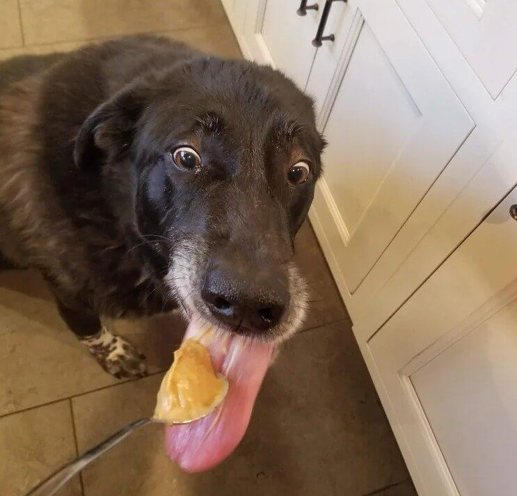 Erdnussbutter ist gut für Hunde