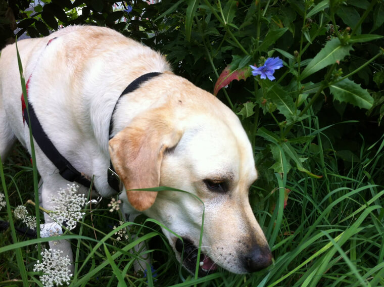 Mythos zerstört: Wenn Hunde Gras fressen, bedeutet das nicht, dass sie krank sind oder einen Nährstoffmangel haben
