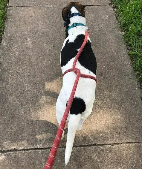 Geh mit deinem Hund spazieren, um ihn fit zu halten