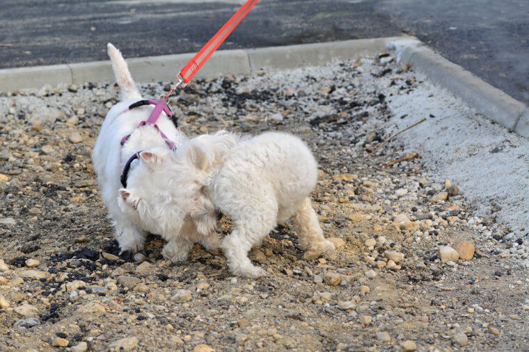 Es ist okay, wenn Hunde sich gegenseitig am Hintern beschnüffeln