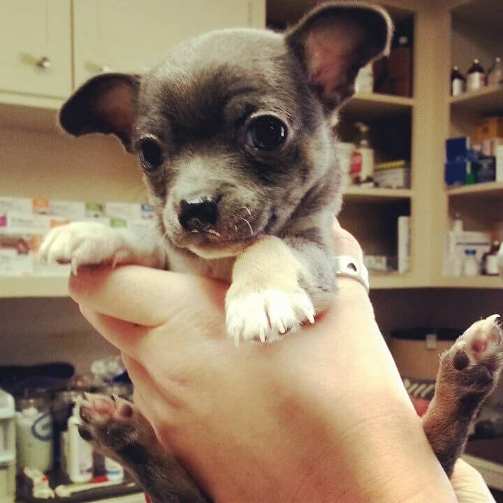 Es gibt keinen Ersatz für eine gute Tierversicherung und einen guten Tierarzt