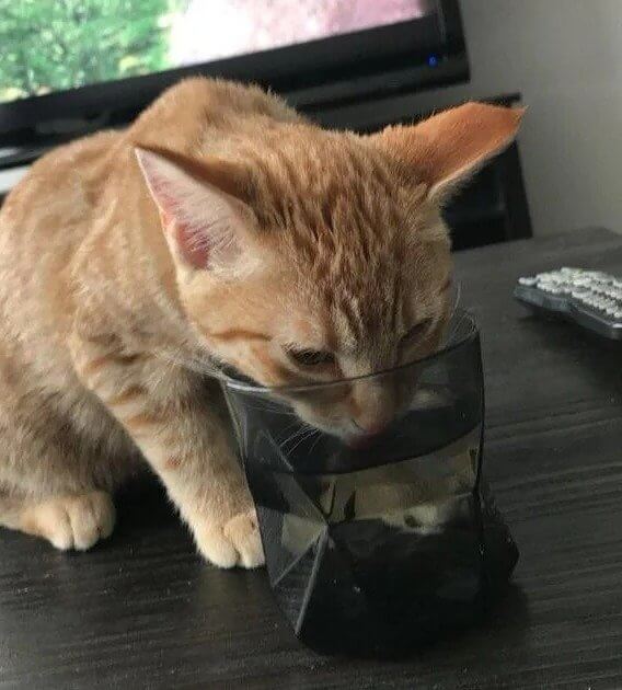 Bring deine Katze zum Tierarzt, wenn sie diese schilddrüsenbedingten Symptome zeigt
