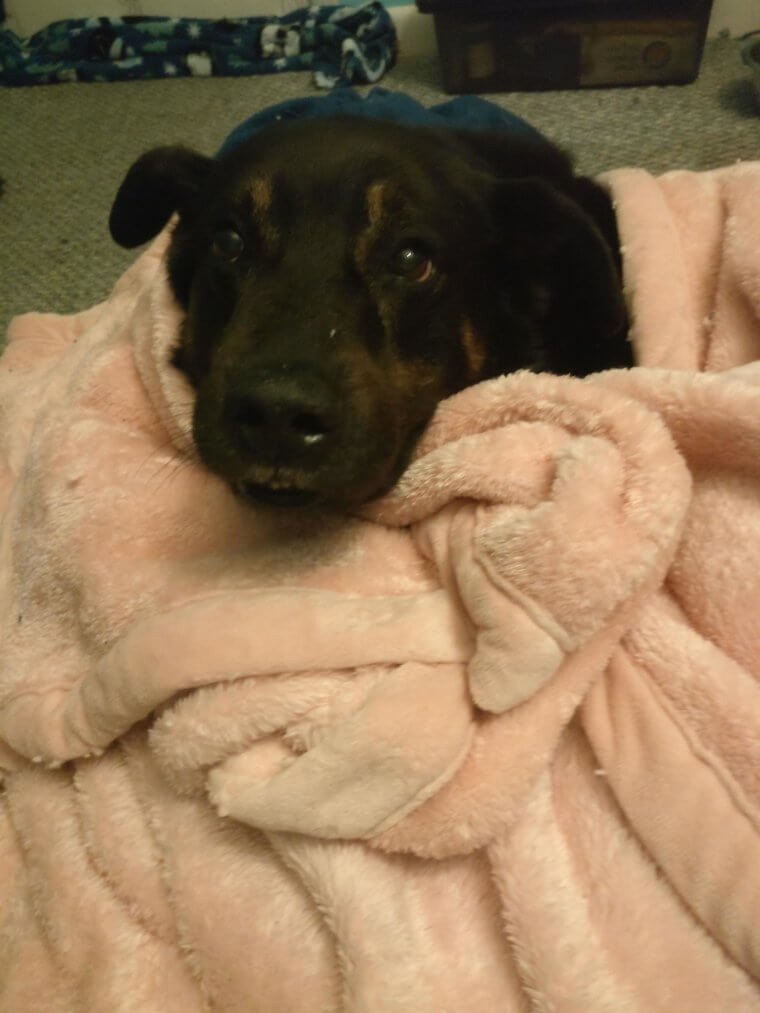 Verstecke die Medizin deines Hundes in einer Erdbeere