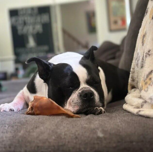 Sei vorsichtig, wenn du deinem Hund Schweineohren gibst - manche sind mit Bleichmittel überzogen