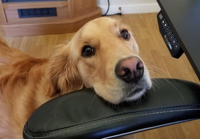 Füttere deinen Hund mit dem richtigen Futter in der richtigen Menge