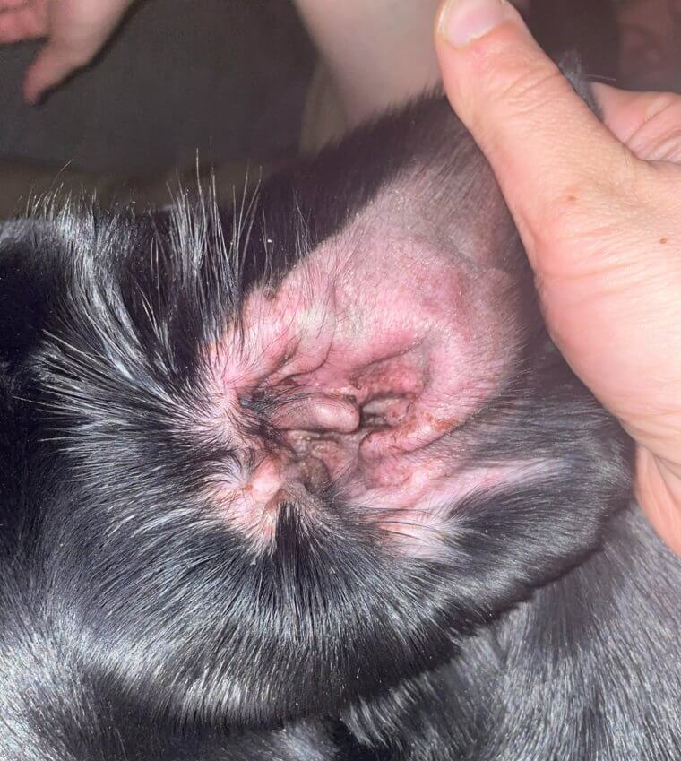 Bring deinen Hund zum Tierarzt, wenn du eine Ohrenentzündung vermutest