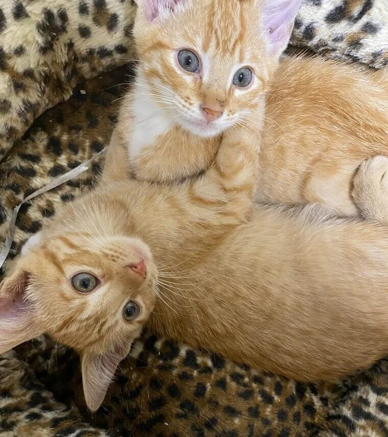 Wie du das Alter deiner Katze berechnest