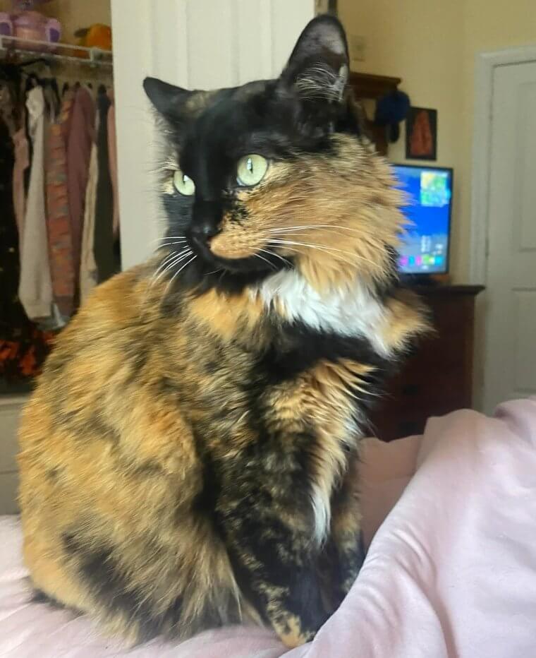 Diese Verhaltensweisen zeigen an, dass deine Katze gelangweilt ist