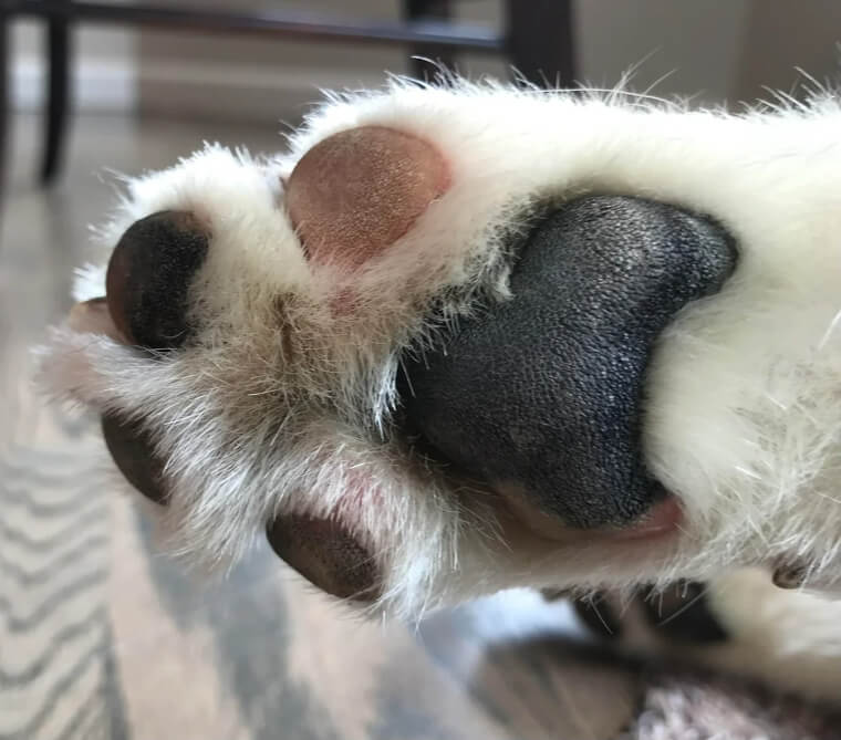 Wenn dein Hund stinkende Pfoten hat, ist es Zeit für einen Besuch beim Tierarzt