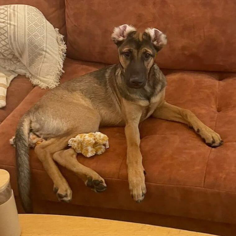Wie du das Alter deines Hundes in Hundejahren berechnest