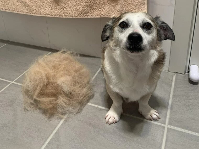 Bürste das Fell deines Hundes täglich