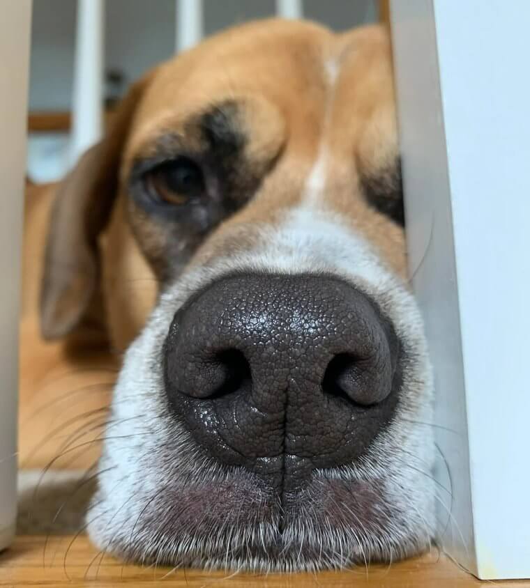 Eine nasse Nase ist für einen Hund gesund