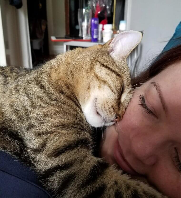 Katzen lieben Streicheleinheiten genauso sehr wie Hunde