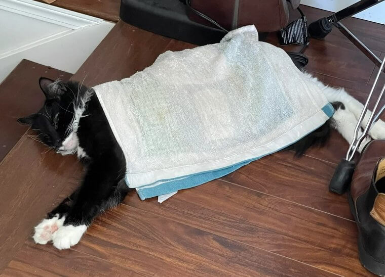 Kühle deine Katze mit gefrorenen Handtüchern ab, wenn es draußen heiß ist
